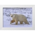 thumbnail image 1 of Grall, Don 24x17 White Modern Wood Framed Museum Art Print Titled - Canada, Wapusk NP Polar bear walking on tundra, 1 of 4