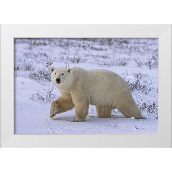 Grall, Don 24x17 White Modern Wood Framed Museum Art Print Titled - Canada, Wapusk NP Polar bear walking on tundra