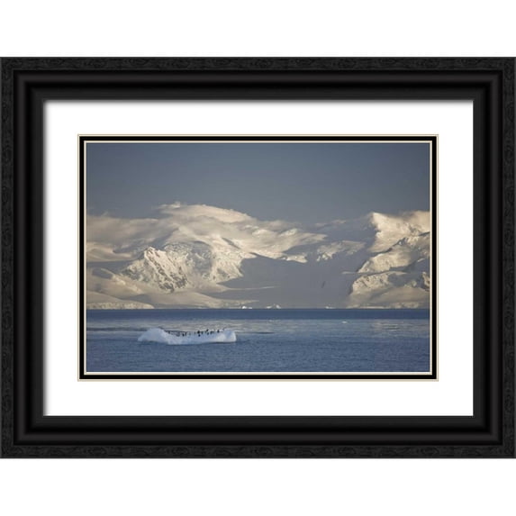 Grall, Don 32x23 Black Ornate Wood Framed with Double Matting Museum Art Print Titled - Antarctica, Gentoo penguins on an iceberg