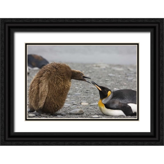Grall, Don 32x23 Black Ornate Wood Framed with Double Matting Museum Art Print Titled - Antarctica King penguin Oakum Boy chick
