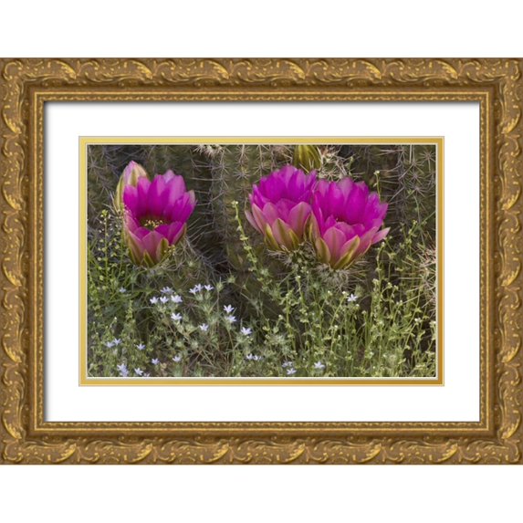 Grall, Don 32x23 Gold Ornate Wood Framed with Double Matting Museum Art Print Titled - Arizona, Tucson Hedgehog cactus in bloom