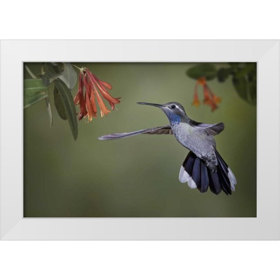 Grall, Don 32x23 White Modern Wood Framed Museum Art Print Titled - AZ, A blue-throated hummingbird hovers at flower