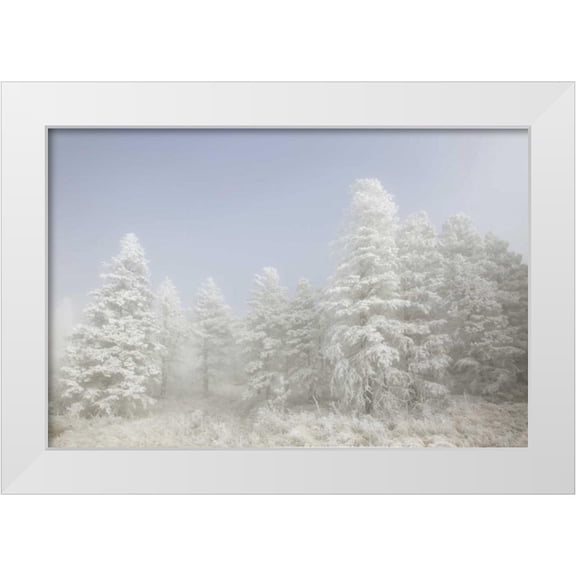 Grall, Don 32x23 White Modern Wood Framed Museum Art Print Titled - Colorado, Pike NF Trees with hoarfrost in fog