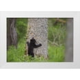 thumbnail image 1 of Grall, Don 32x23 White Modern Wood Framed Museum Art Print Titled - TN, Great Smoky Mts Black bear cub climbing, 1 of 4