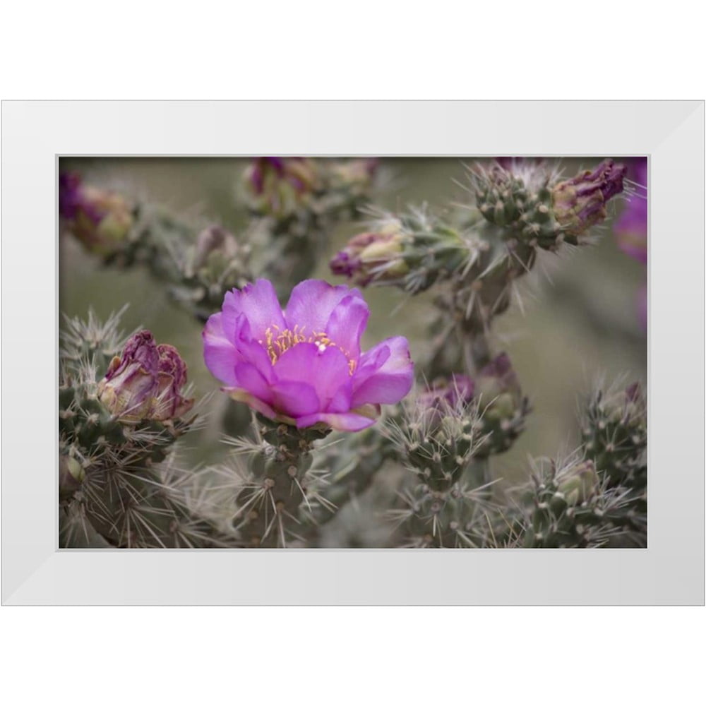 Grall, Don 32x23 White Modern Wood Framed Museum Art Print Titled - USA ...