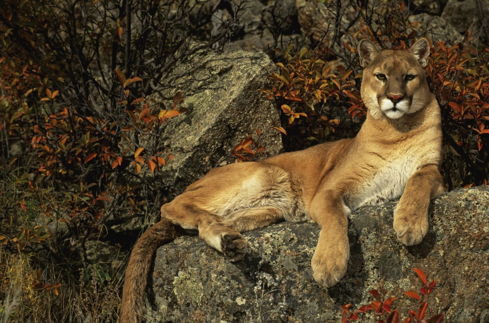 Grambo Mm-00003-302 Adult Male Cougar Canvas Art - Rebecca Grambo Design Pics (18 x 11)