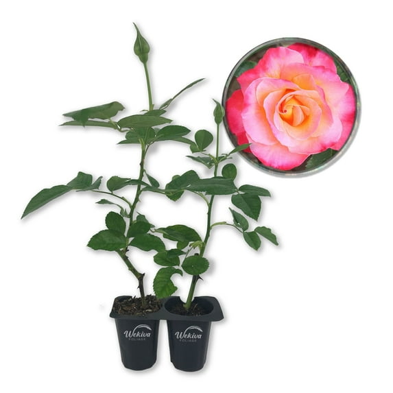 Granada Rose Bush - 2 Live Starter Plants in 2 Inch Pots - Beautifully Fragrant Heirloom Rose from Florida - A Versatile Beauty with a Rich Fragrance