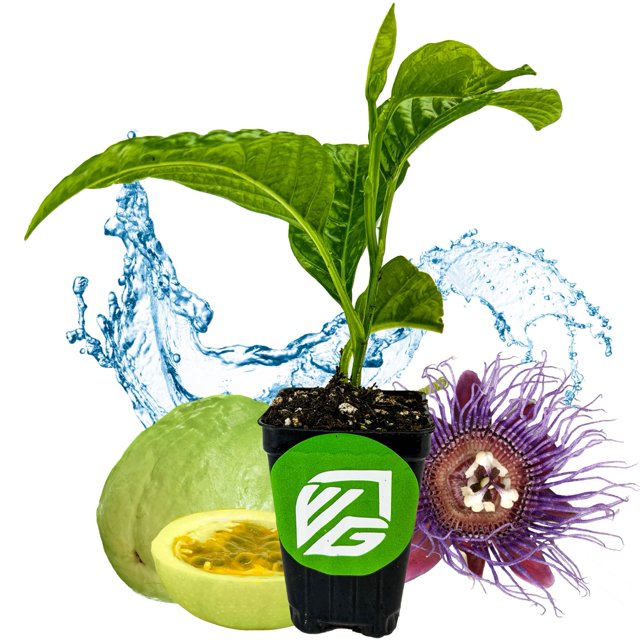 Granadilla Passion Fruit Vine Passiflora quadrangularis