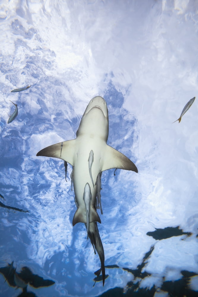 Grand Bahamas West End Lemon Shark (Negaprion Brevirostris) Underwater With Remoras Canvas Art - Dave Fleetham Design Pics (24 x 38)