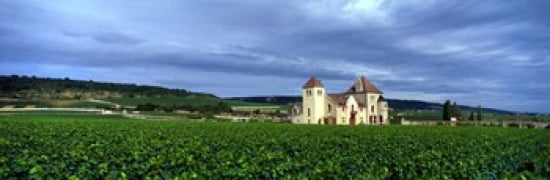 Grand Cru Vineyard Burgundy France Canvas Art - Panoramic Images (36 x 12)