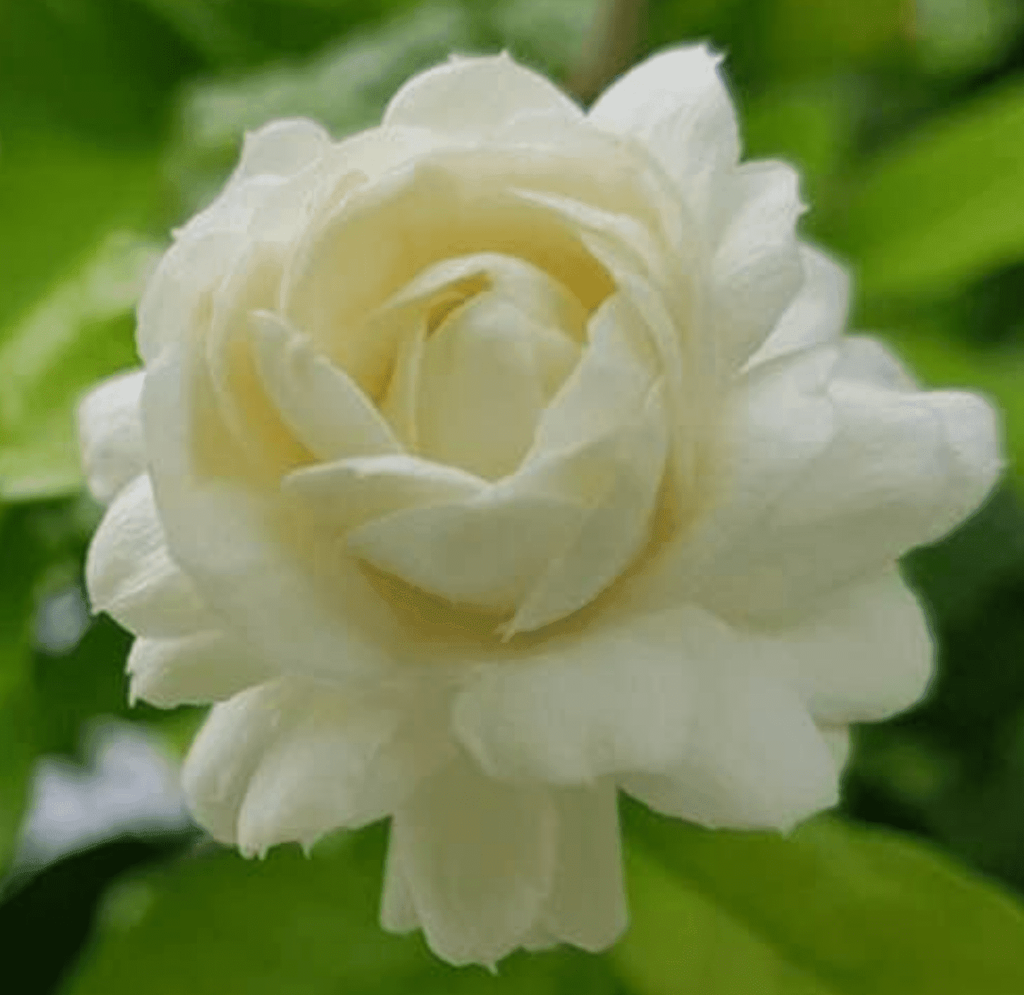 Grand Duke of Tuscany Jasmine Live Plant, 6in Pot, 1 Count