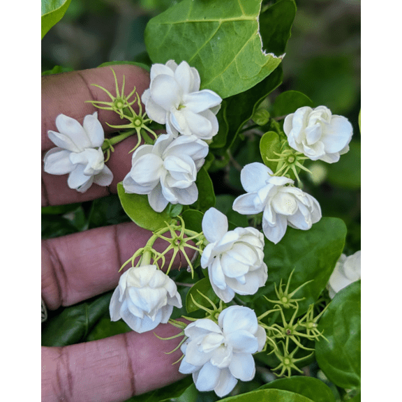 Grand Duke of Tuscany Jasmine Live Plant, Blooming Jasmine Plant Live in 3 Inch Pot, 7 Inc Height, Fragrant Flower Plant