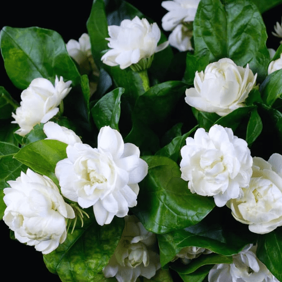 Grand Duke of Tuscany Jasmine Plant Live, Arabian Jasmine Plant Indoor, Fragrant Jasmines Flowers 4 to 7 Inch