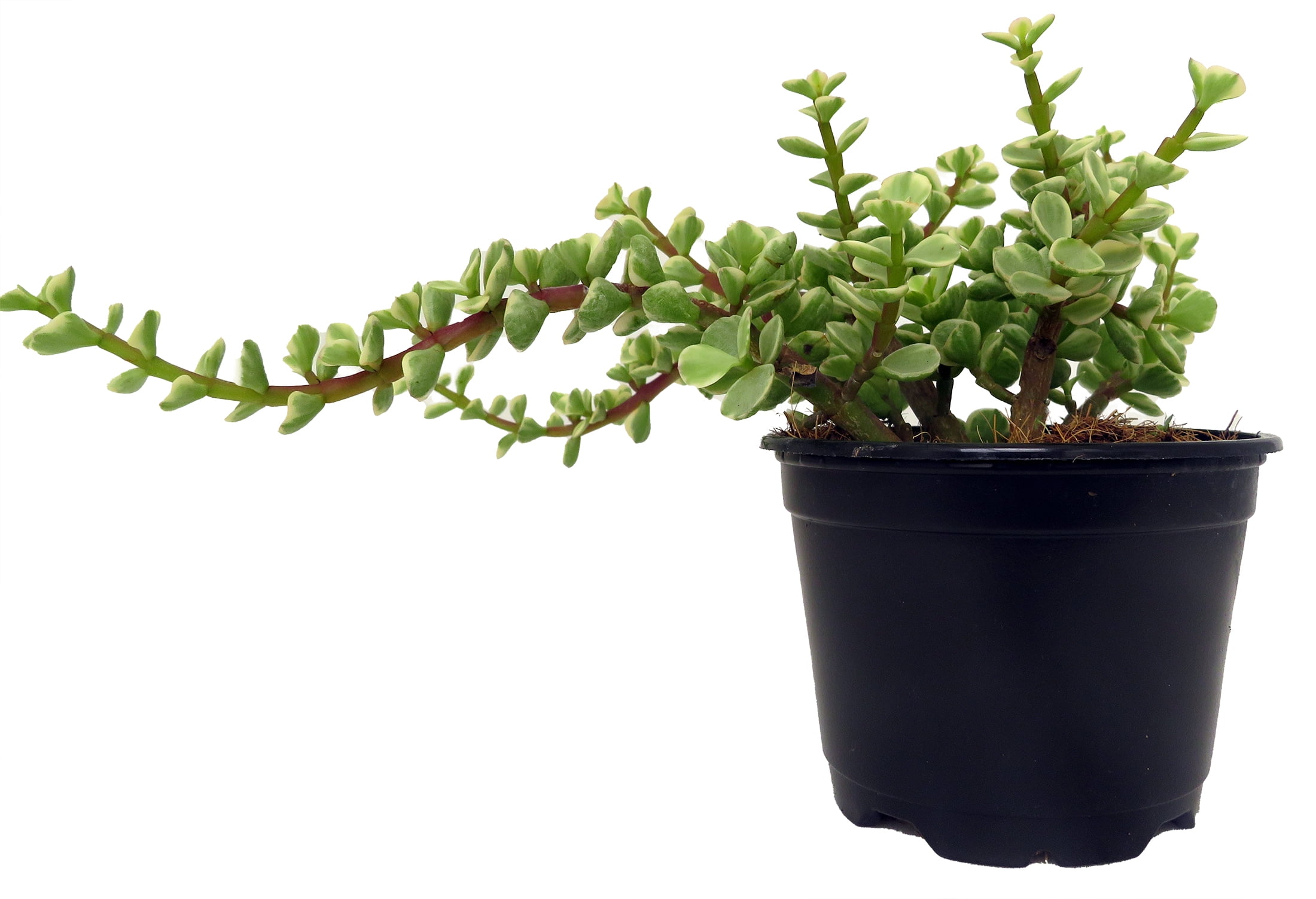 Grand Jade Plant - Portulacaria Grandiflora mediopicta - 4" Pot