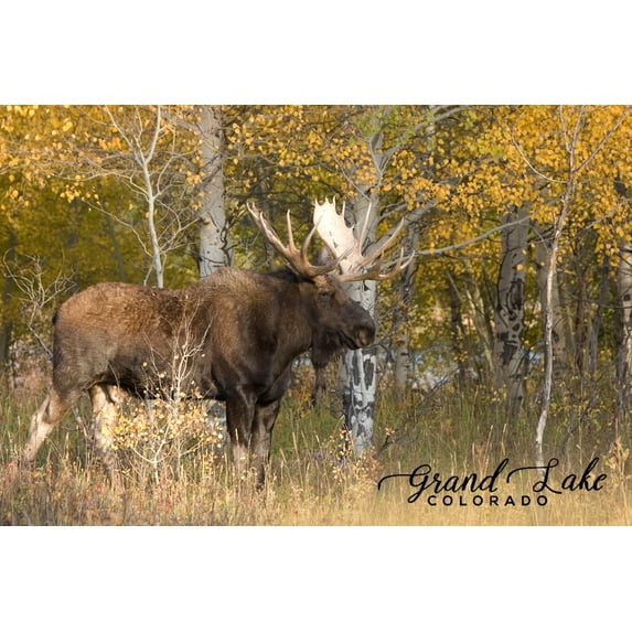 Grand Lake, Colorado, Moose (12x18 Wall Art Poster, Room Decor)
