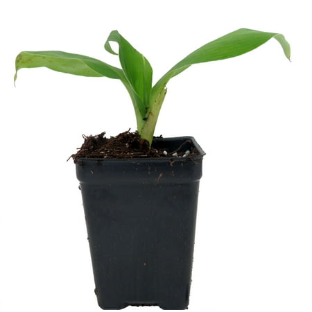 Grand Nain Banana Plant - Musa - 2.5" Pot