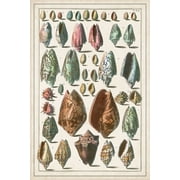 Grand Seba Shells I Poster Print - Albertus Seba 18 x 24