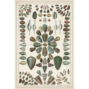 Grand Seba Shells IV Poster Print - Albertus Seba 24 x 36
