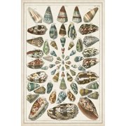 Grand Seba Shells V Poster Print - Albertus Seba 24 x 36
