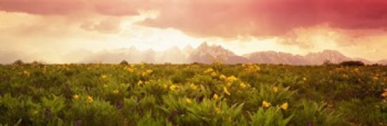 Grand Teton Park Wyoming USA Canvas Art - Panoramic Images (36 x 12)