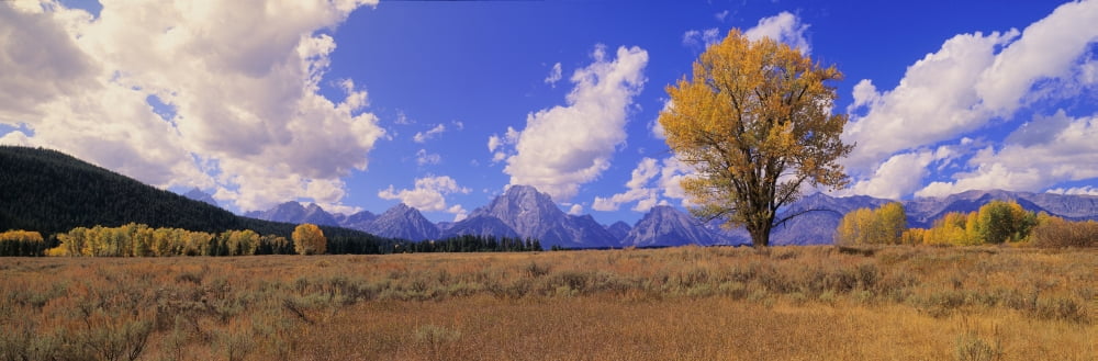 Grand Tetons and cotton tree in Grand Teton National Park Wyoming Canvas Art - Panoramic Images (27 x 9)