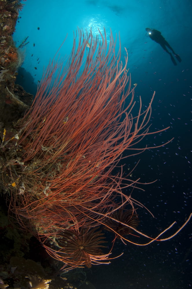 Grand sea whip with diver in background Gorontalo Indonesia Canvas Art - Steve JonesStocktrek Images (23 x 35)