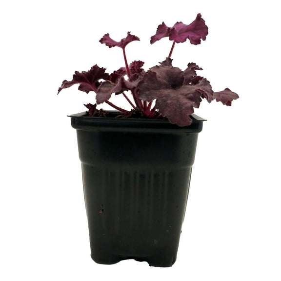 Grande Amethyst Coral Bells - Heuchera - Shade Perennial - 4" Pot