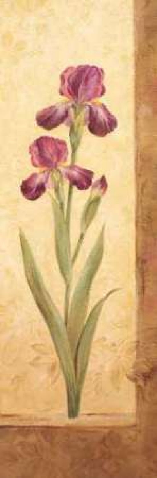 Grandiflora II Canvas Art - Pamela Gladding (12 x 36)