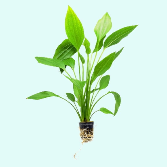 Grandifolius Rangeri Sword Argentinensis 2" Pot