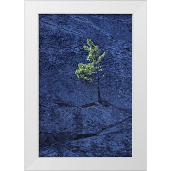 Grandmaison, Mike 11x14 White Modern Wood Framed Museum Art Print Titled - Canada, Ontario Pine tree growing in a rock