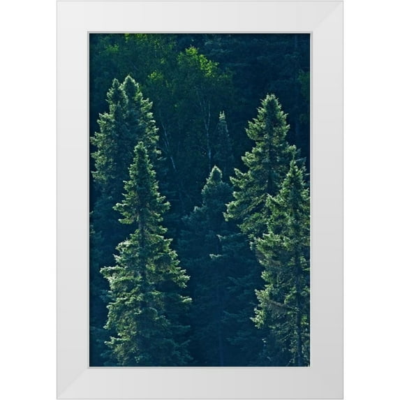 Grandmaison, Mike 13x18 White Modern Wood Framed Museum Art Print Titled - Canada, Algonquin PP Black spruce trees backlit