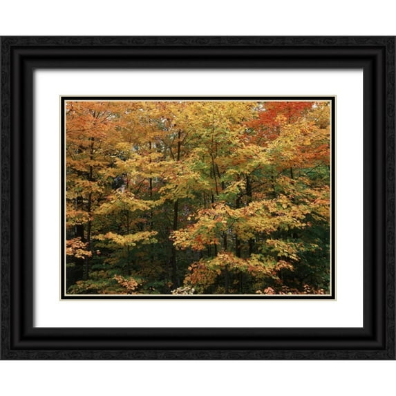 Grandmaison, Mike 14x11 Black Ornate Wood Framed with Double Matting Museum Art Print Titled - Canada, Ontario, Gravenhurst, forest in autumn