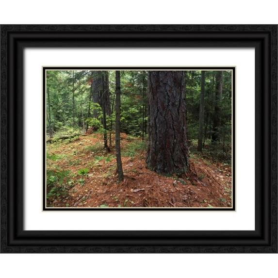 Grandmaison, Mike 14x11 Black Ornate Wood Framed with Double Matting Museum Art Print Titled - Canada, Ontario, Temagami, old growth pine forest