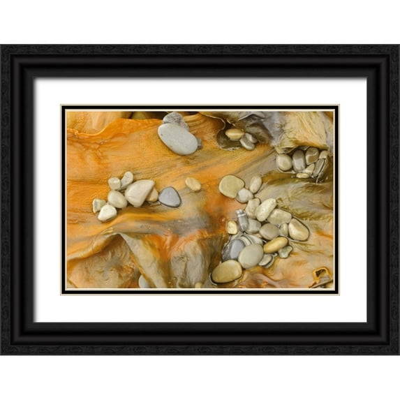 Grandmaison, Mike 14x11 Black Ornate Wood Framed with Double Matting Museum Art Print Titled - Canada, Quebec, Forillon NP Pebbles on seaweed