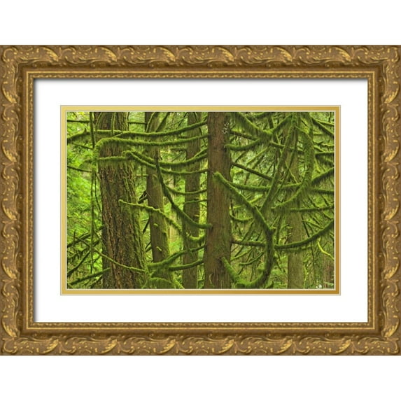 Grandmaison, Mike 14x11 Gold Ornate Wood Framed with Double Matting Museum Art Print Titled - Canada, BC ,Mossy trees in Cathedral Grove