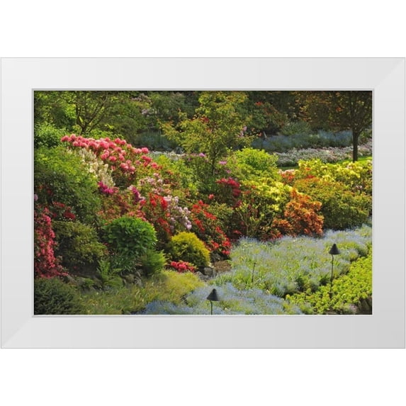 Grandmaison, Mike 18x13 White Modern Wood Framed Museum Art Print Titled - Canada, BC, Vancouver Blooming flowers