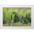 thumbnail image 1 of Grandmaison, Mike 18x13 White Modern Wood Framed Museum Art Print Titled - Canada, Ontario, Utterson Forest in spring, 1 of 4