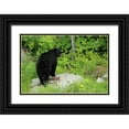 thumbnail image 1 of Grandmaison, Mike 24x17 Black Ornate Wood Framed with Double Matting Museum Art Print Titled - Canada, BC, Pemberton American black bear, 1 of 4