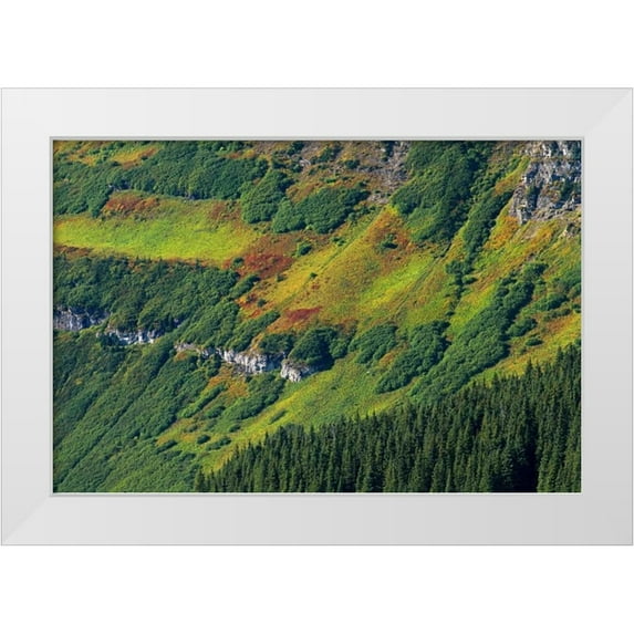Grandmaison, Mike 32x23 White Modern Wood Framed Museum Art Print Titled - Canada, Waterton Lakes NP Alpine vegetation