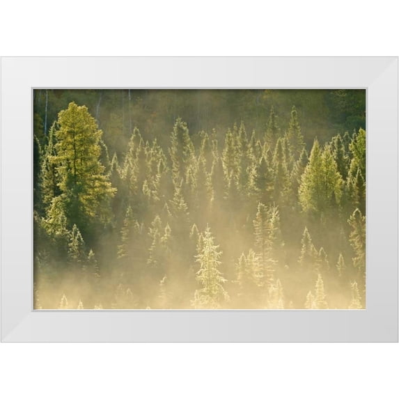 Grandmaison, Mike 32x23 White Modern Wood Framed Museum Art Print Titled - Canada, Worthington Conifers in morning fog