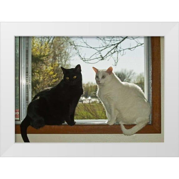 Grandmaison, Mike 32x24 White Modern Wood Framed Museum Art Print Titled - Canada, Winnipeg Black and white house cats