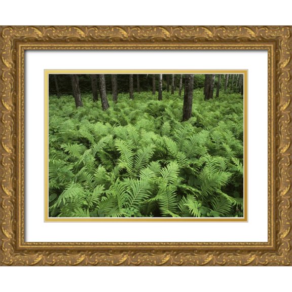 Grandmaison, Mike 32x25 Gold Ornate Wood Framed with Double Matting Museum Art Print Titled - Canada, Birch River, ferns in the forest
