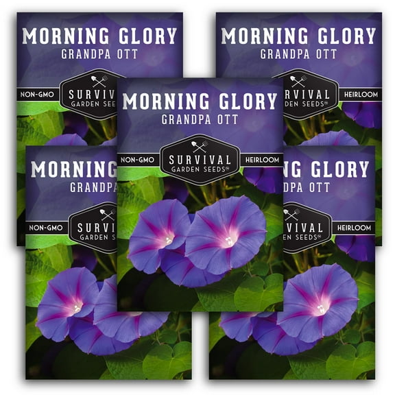 Grandpa Ott Morning Glory Seeds - 5 Pack - Non-GMO Heirloom Full Sun Annual Flower