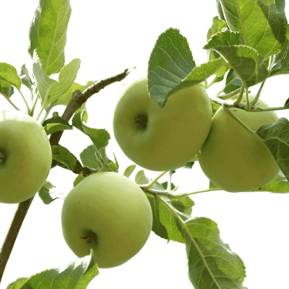 Granny Smith Apple Live Trees, Crisp Green Apples for Fresh Eating and Baking