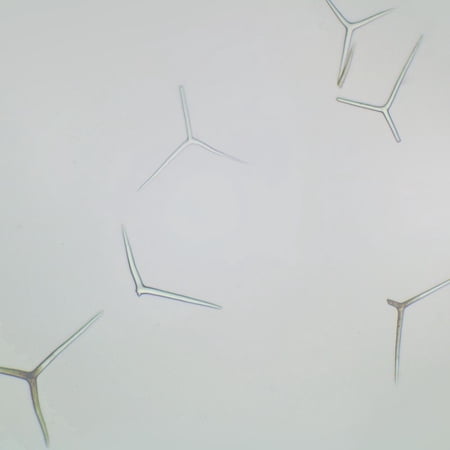 Grantia Isolated Spicules, W.M. Microscope Slide