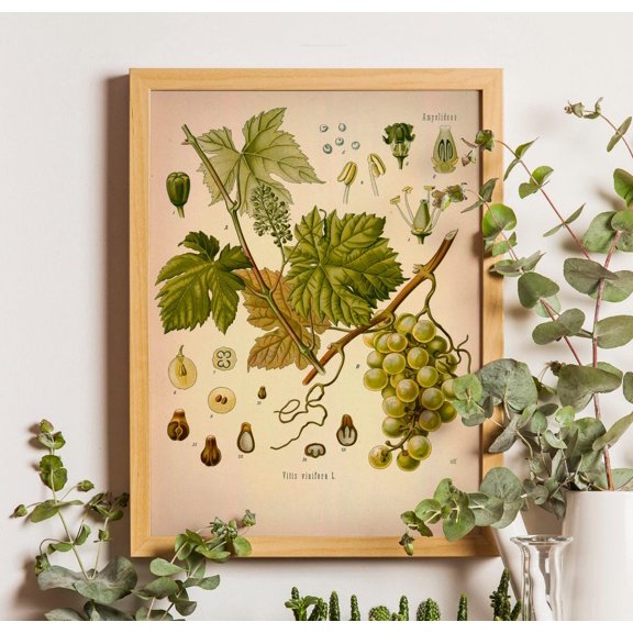 Grape Botanical Art Poster, Grape Poster, Fruit Poster, Vintage Botanical Home Decor, Grape Poster, Kitchen Poster, Kitchen Illustration,, Unframed Poster Size 24x36