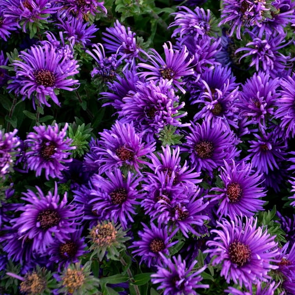 Grape Crush Aster, Dormant Bare Root Perennial Plant (1-Pack)