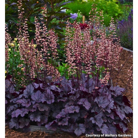 Grape Expectations Coral Bells - 1 Gallon Perennial