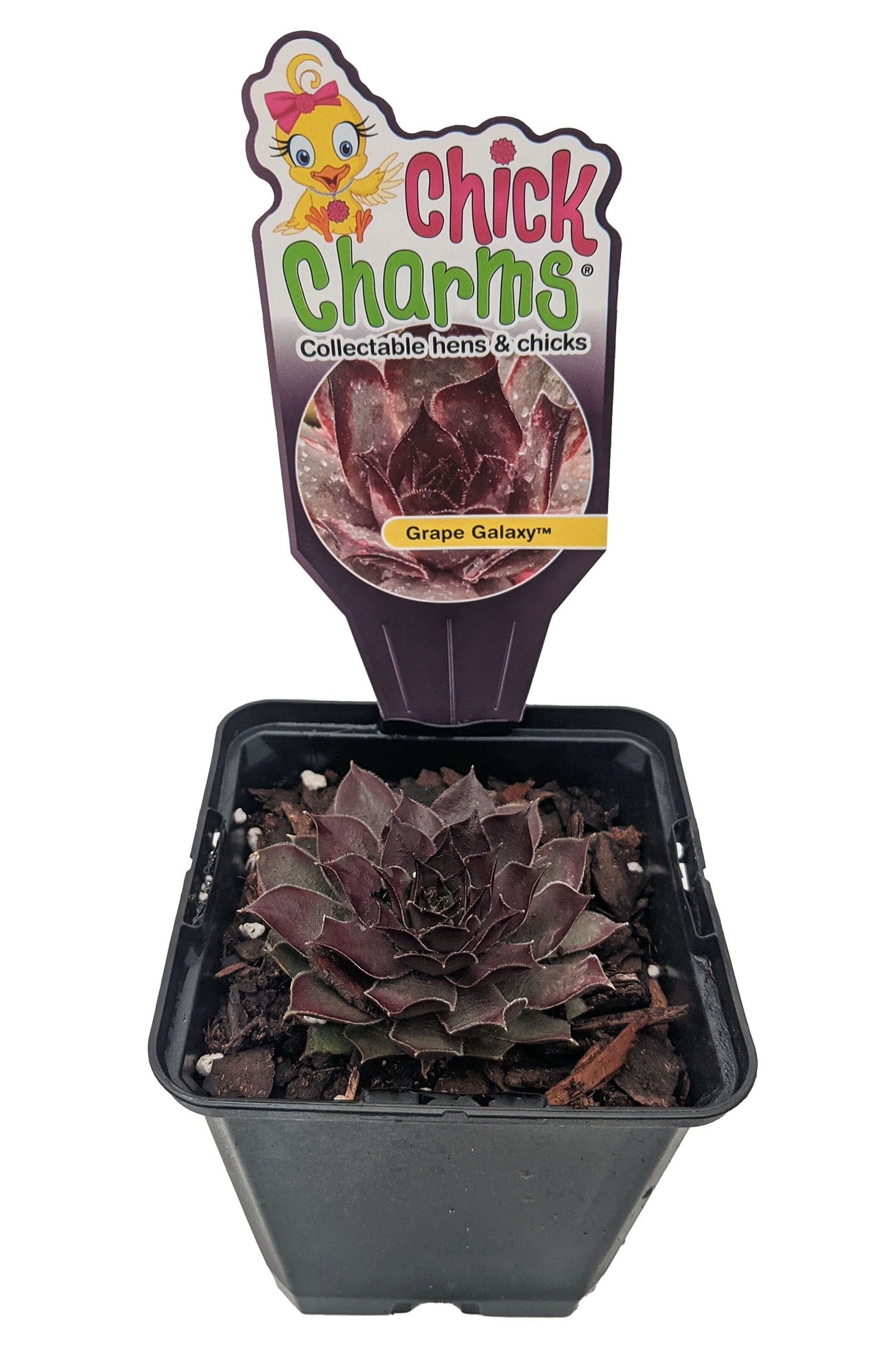 Grape Galaxy™ Hens & Chicks - Sempervivum -Indoors/Out- 3.5