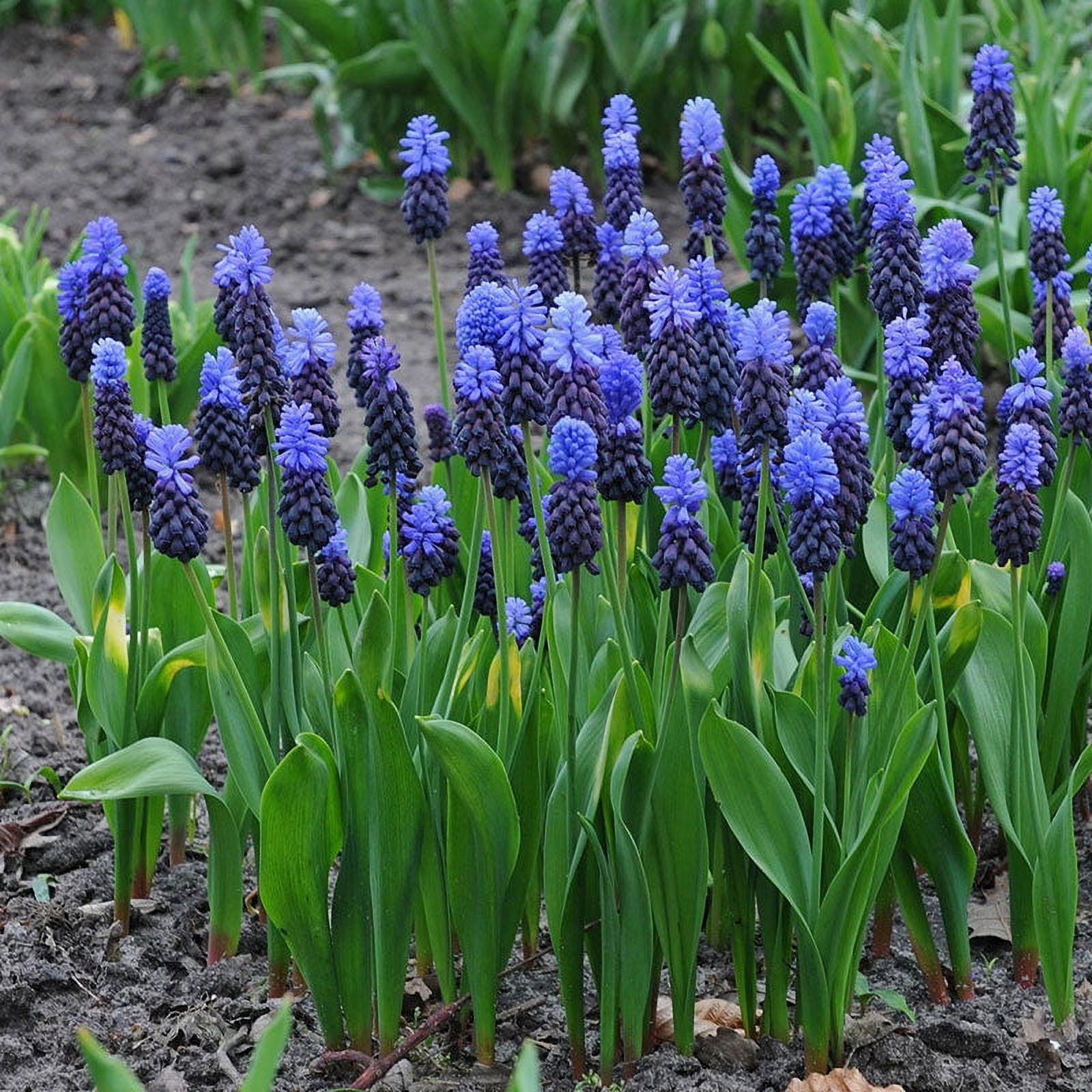 Grape Hyacinth Bulbs (Muscari) Latifolium 50 Bulbs Blue Flower